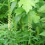 Digitalis lutea